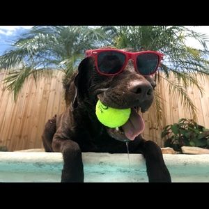 Meet your Posher, Phillip